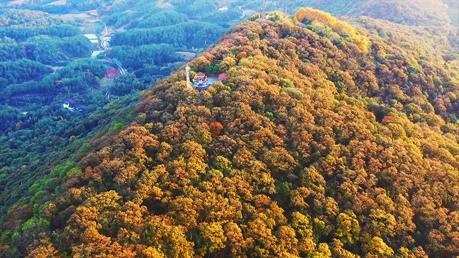 初冬玉泉山 千年古刹银杏飘黄