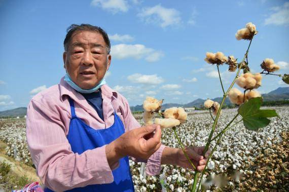 “候鸟”棉痴赵国忠