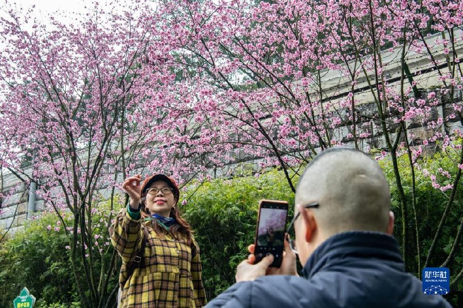 新华全媒+丨开往春天——山城“花海列车”上线