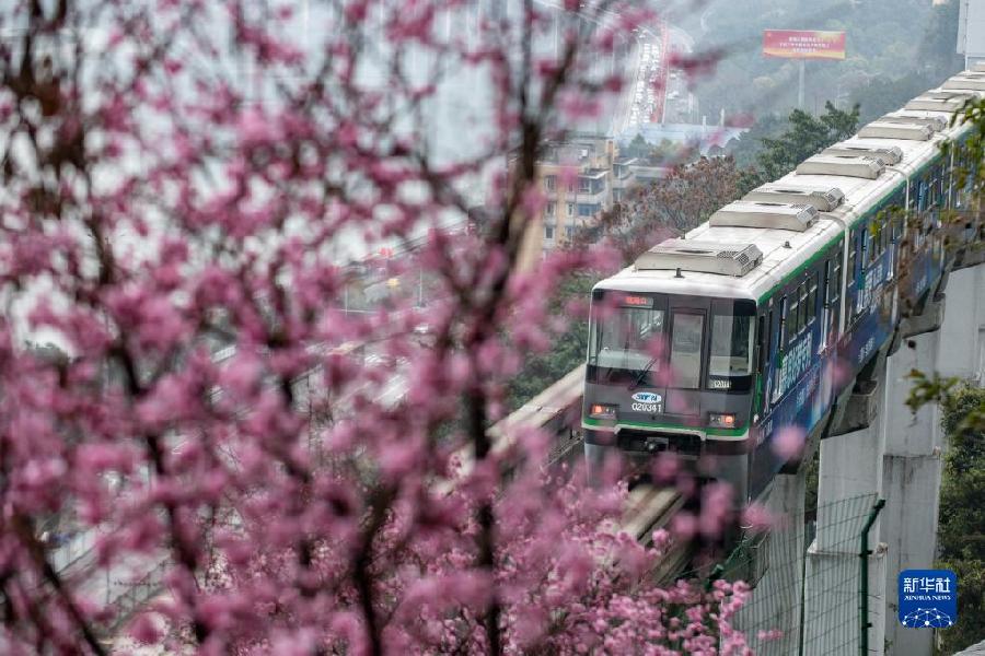 新华全媒+丨开往春天——山城“花海列车”上线