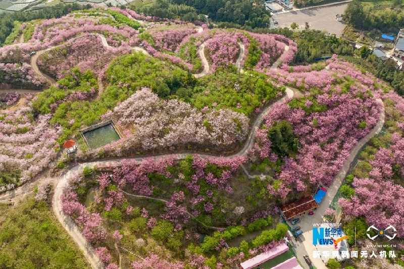 【“飞阅”中国】福建清流：又到一年樱花季 赏心悦目百事兴