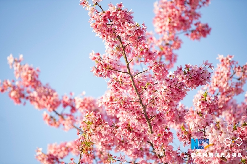 【“飞阅”中国】福建清流：又到一年樱花季 赏心悦目百事兴