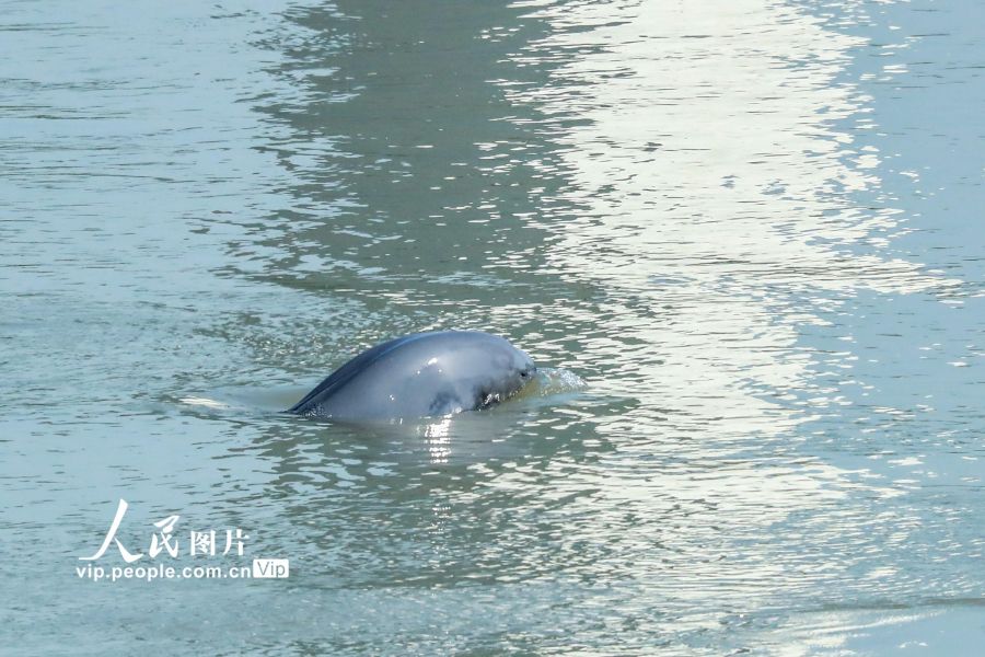 湖北宜昌：长江江豚踏浪起“舞”