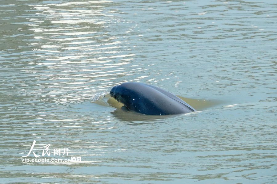 湖北宜昌：长江江豚踏浪起“舞”