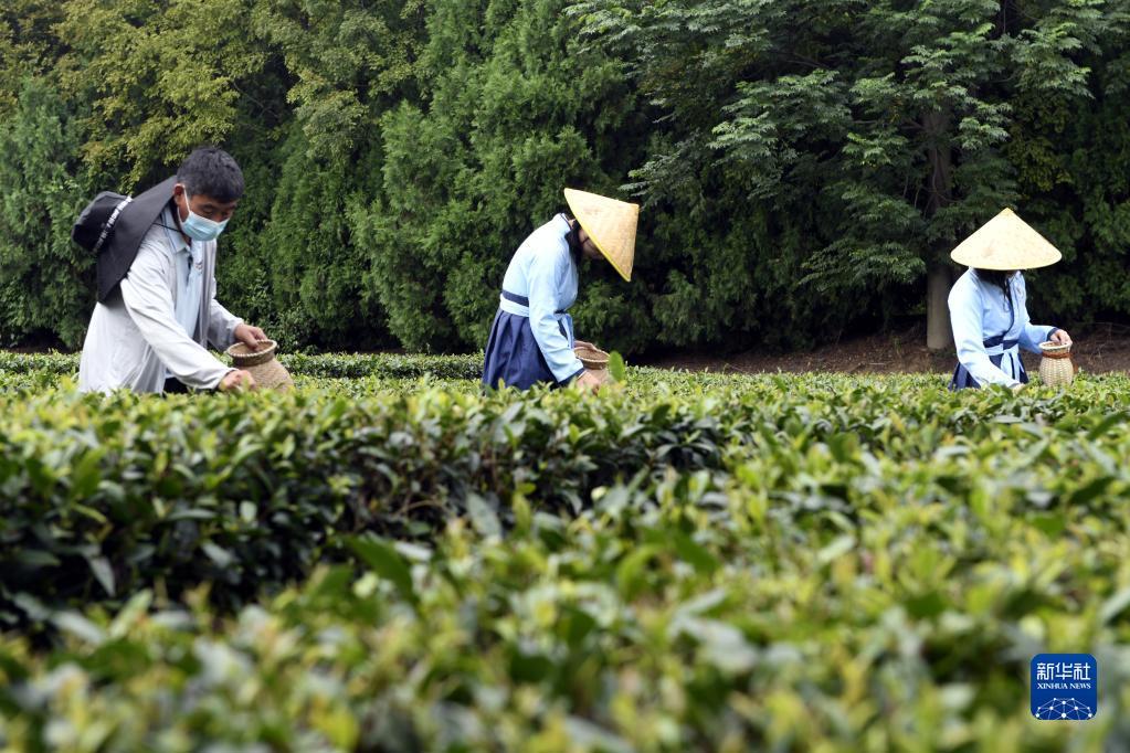 山东日照：体验采茶