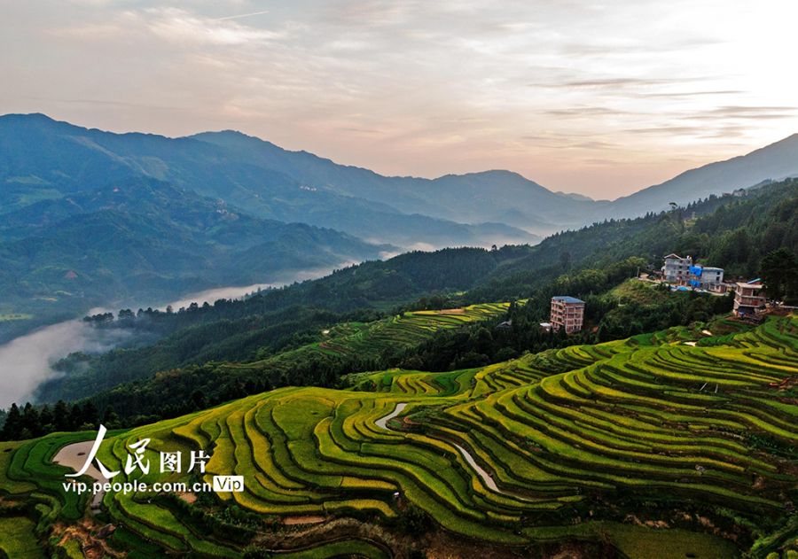 广西融水：初秋梯田“丰”景美