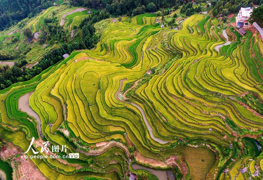 广西融水：初秋梯田“丰”景美