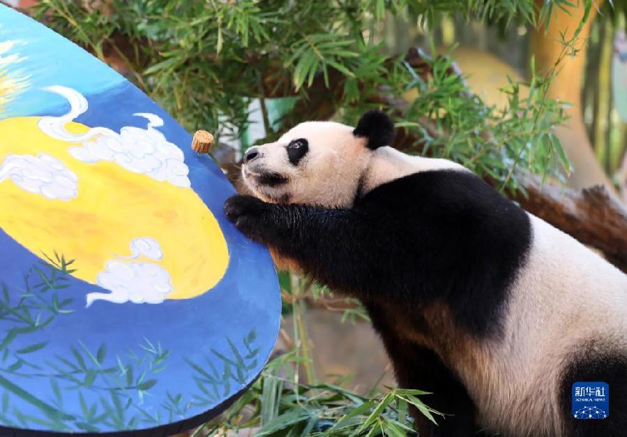 大熊猫三胞胎吃“月饼”庆中秋