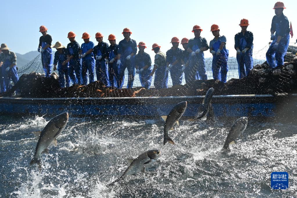 浙江：千岛湖巨网捕鱼迎丰收