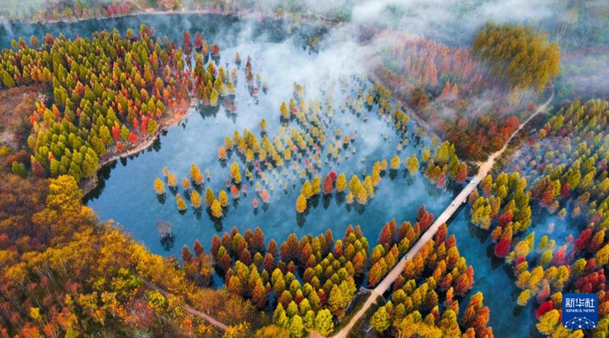 体验超强光影冲击力 “水上森林” 景如画