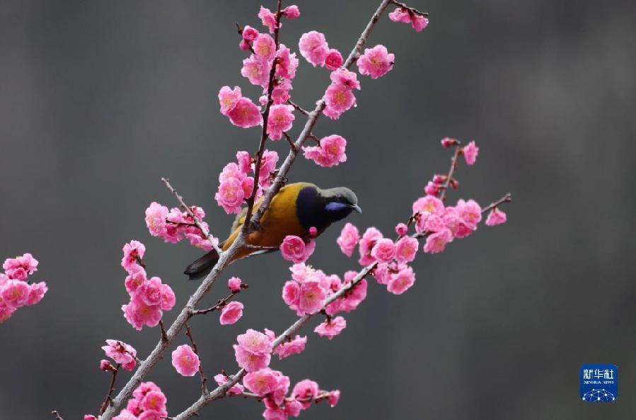 湖南张家界：春花烂漫