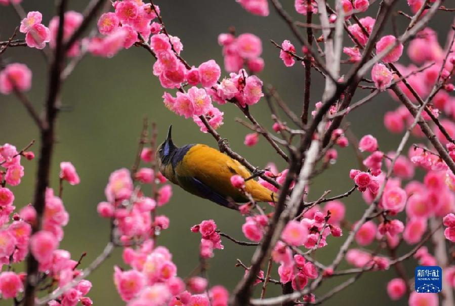 湖南张家界：春花烂漫