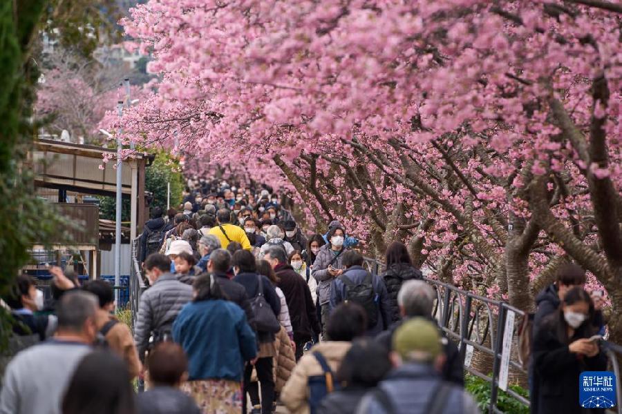 日本：河津樱花满开引客来