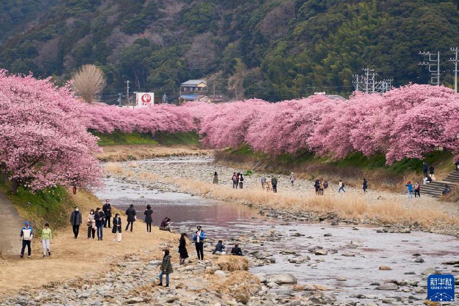 日本：河津樱花满开引客来