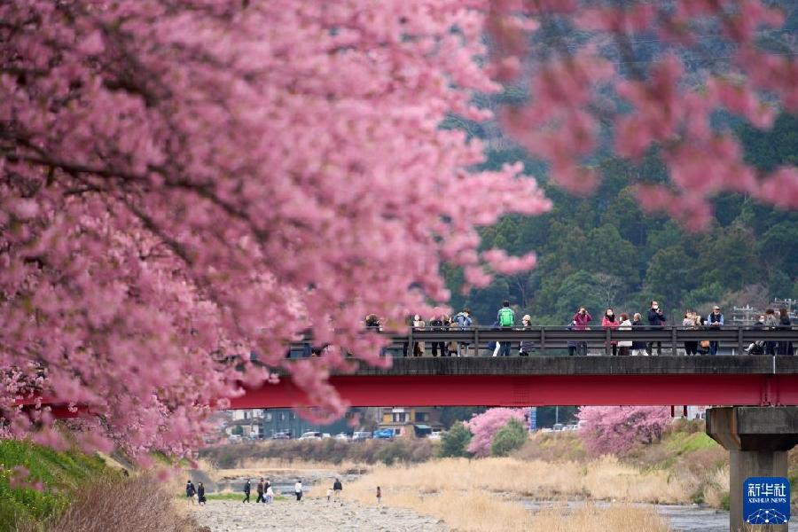 日本：河津樱花满开引客来