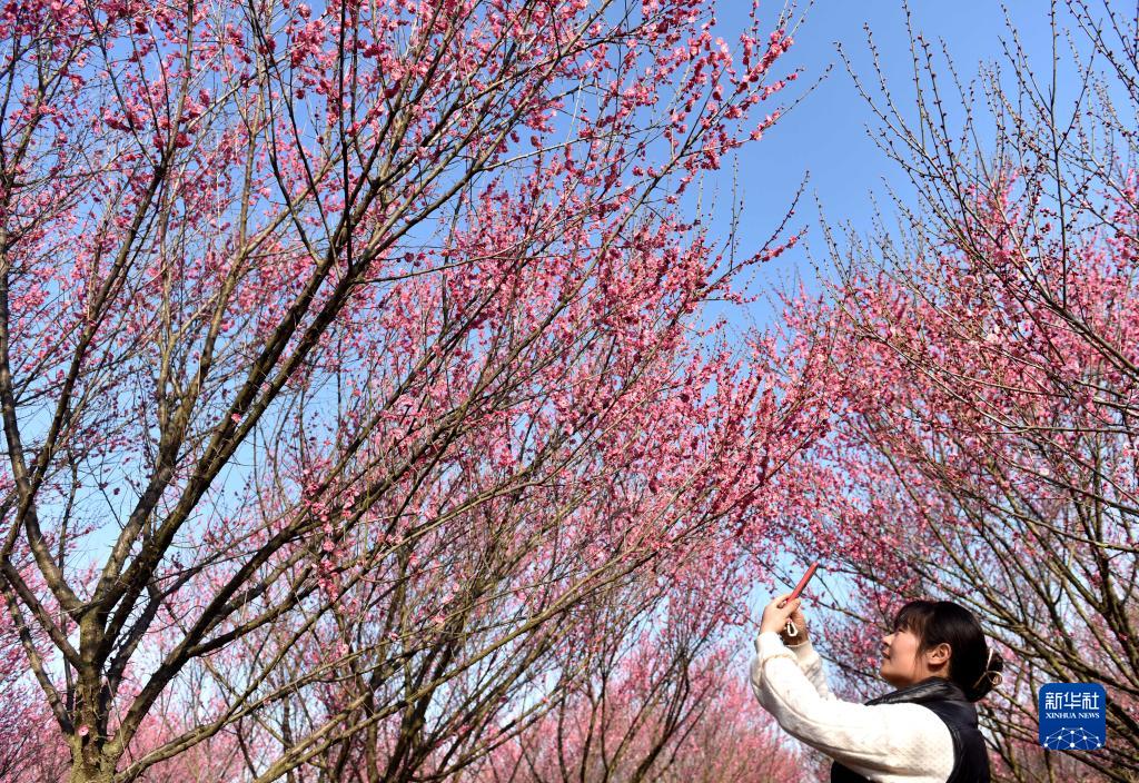 安徽巢湖：梅花盛开春意浓