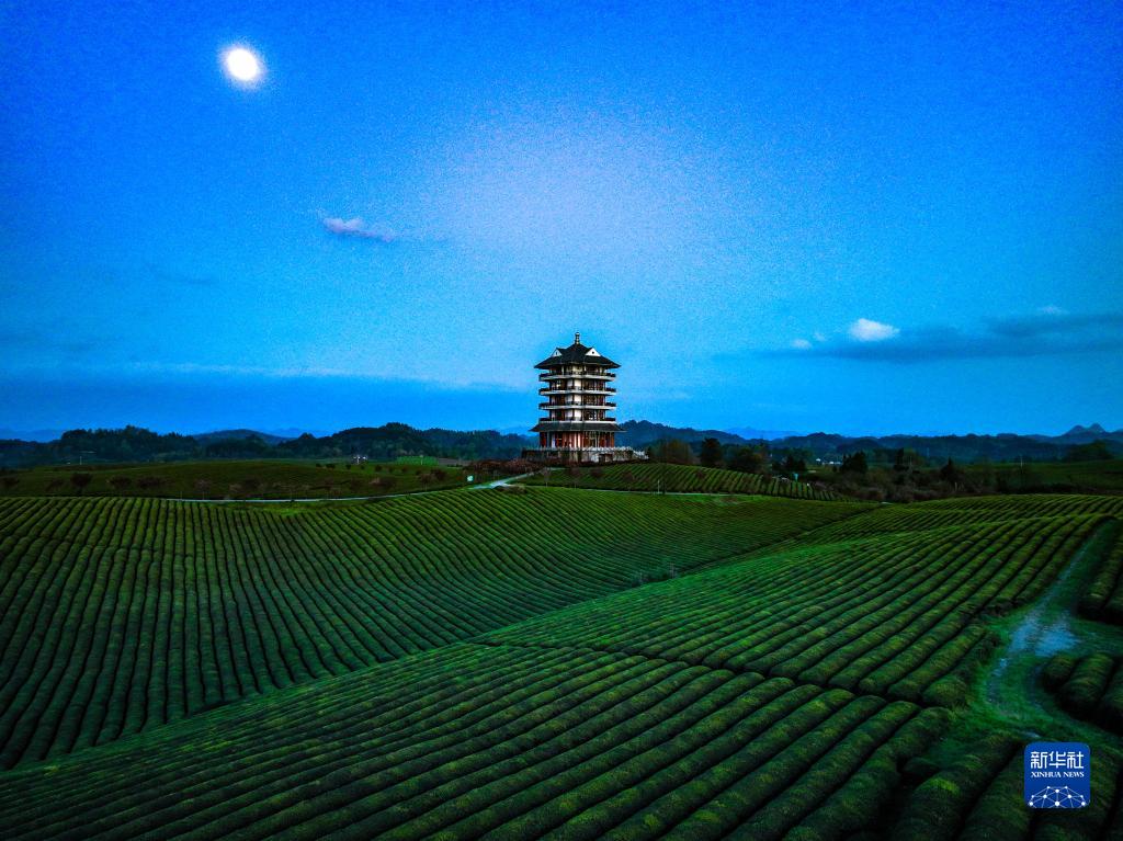 新华全媒+丨万亩茶海里，一片清明茶的成材之旅