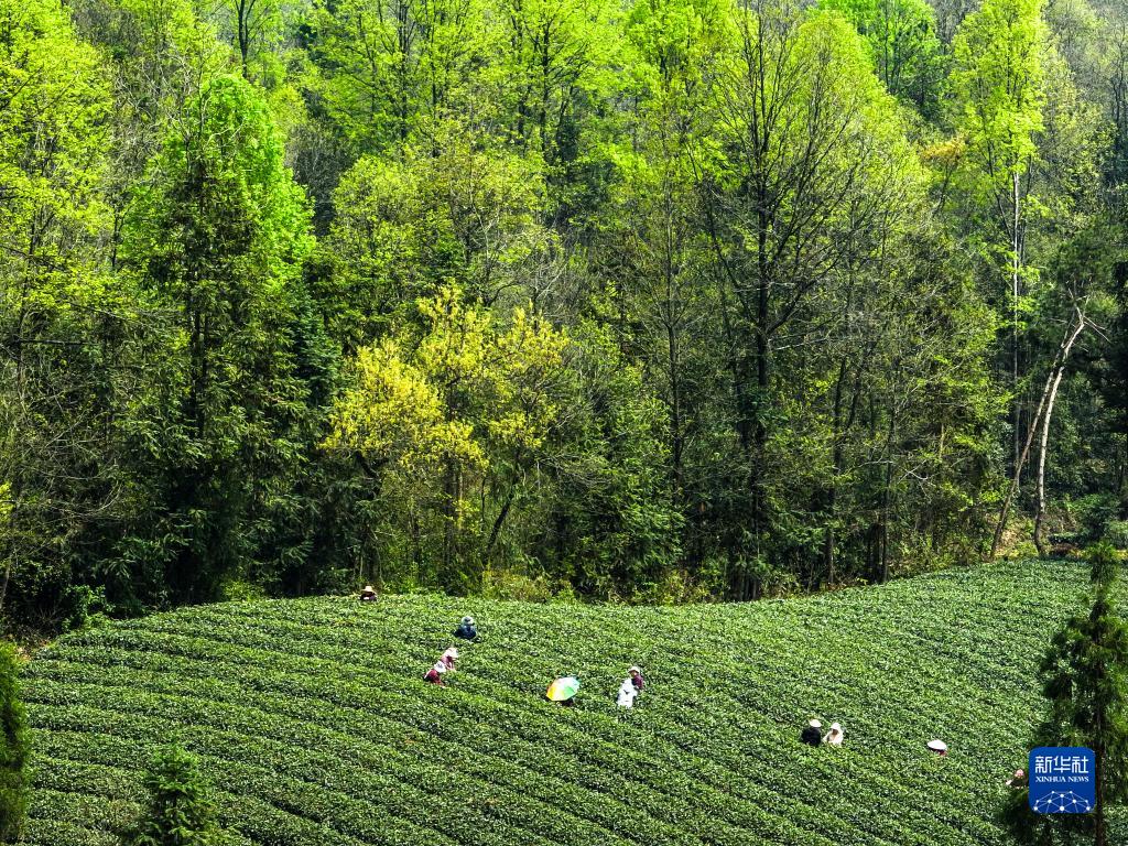 新华全媒+丨万亩茶海里，一片清明茶的成材之旅