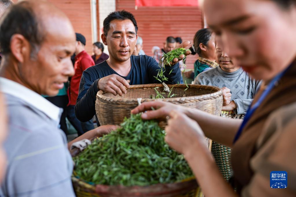 新华全媒+丨万亩茶海里，一片清明茶的成材之旅