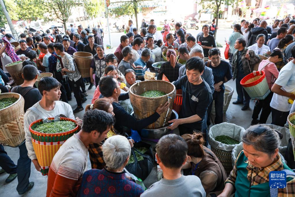 新华全媒+丨万亩茶海里，一片清明茶的成材之旅