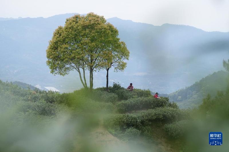 清明时节茶飘香