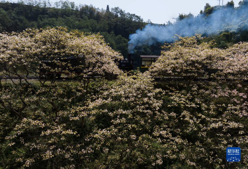 四川犍为：桐子花开