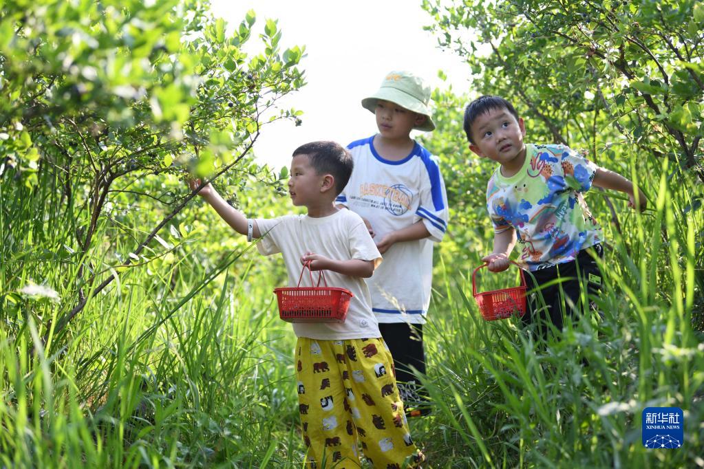 贵州麻江：蓝莓小浆果 做成大产业