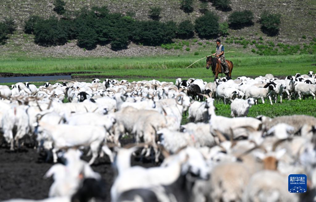 四季中国｜四季牧歌：乌兰毛都草原的“夏日牧歌”