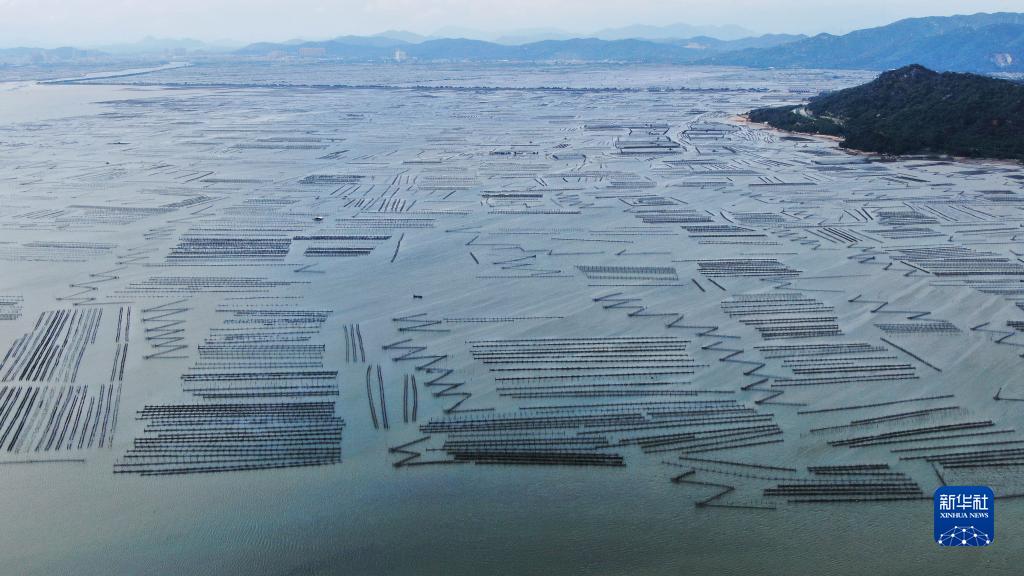 广东饶平：水产养殖谱写现代“海洋牧歌”