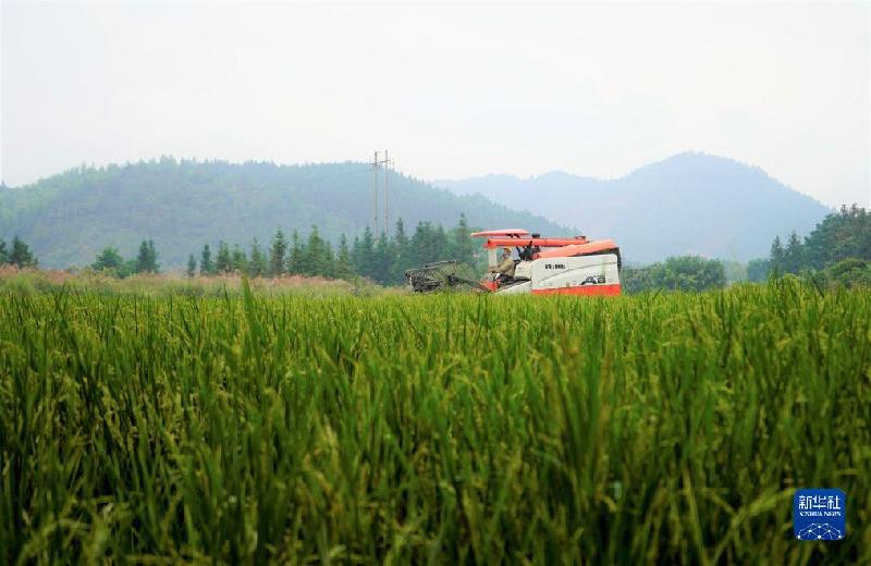 湖南靖州：制种水稻收割忙