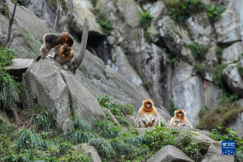美丽中国丨大熊猫国家公园内金丝猴新生幼崽茁壮成长