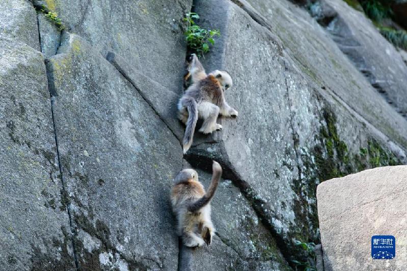 美丽中国丨大熊猫国家公园内金丝猴新生幼崽茁壮成长
