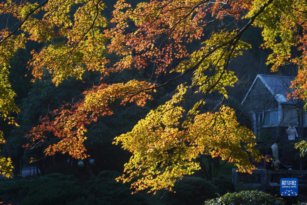 庐山“枫”景引游人