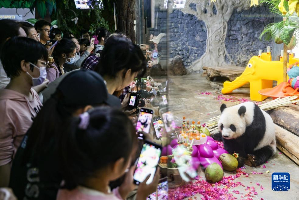 海口：庆祝“熊猫兄弟”登岛五周年