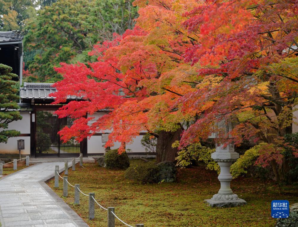 红叶满京都