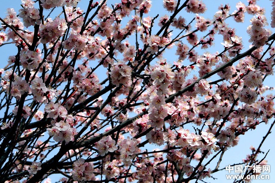 草原杏花开 芳香春日情