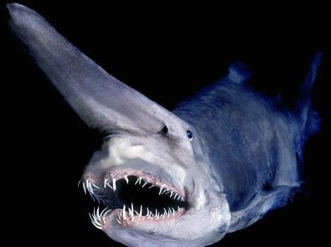 加布林鲨（Goblin Sharks）