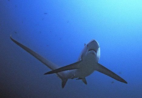 长尾鲨（Thresher Sharks）