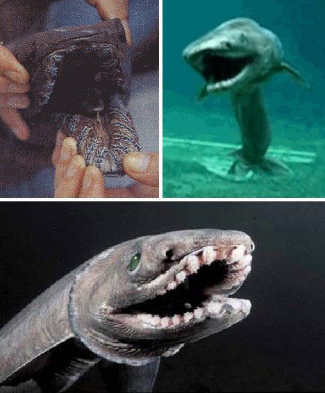 皱鳃鲨（Frilled Sharks）