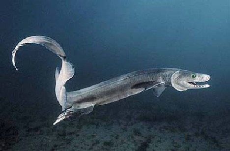 皱鳃鲨（Frilled Sharks）