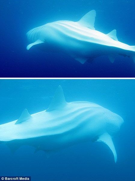 白鲸鲨（White Whale Sharks）