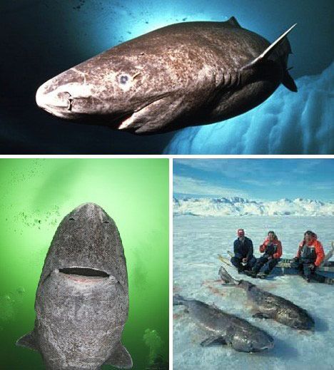 格陵兰鲨（Greenland Sharks）