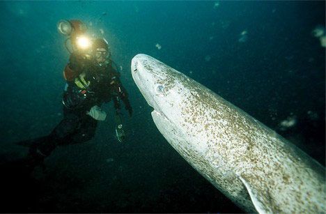 格陵兰鲨（Greenland Sharks）