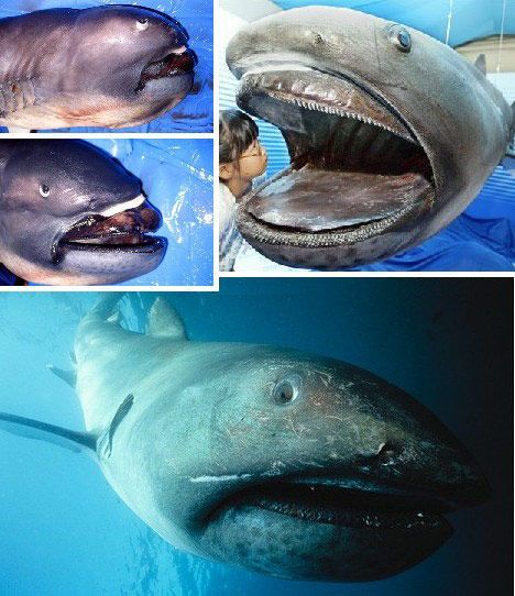 巨口鲨（Megamouth Shark）