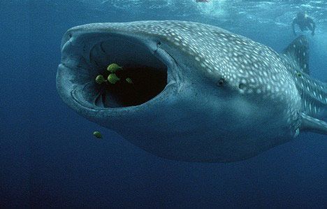 巨口鲨（Megamouth Shark）