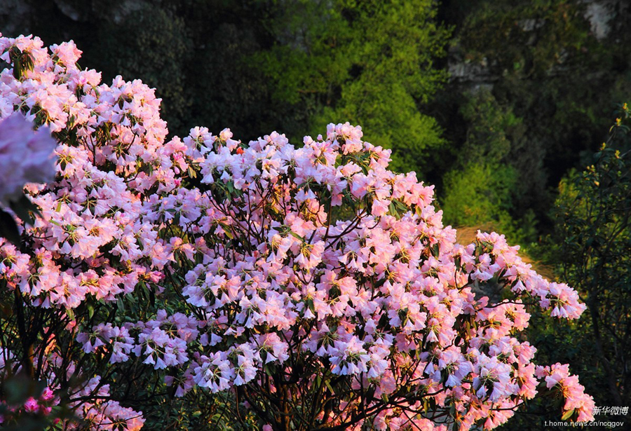 金佛山 杜鹃花