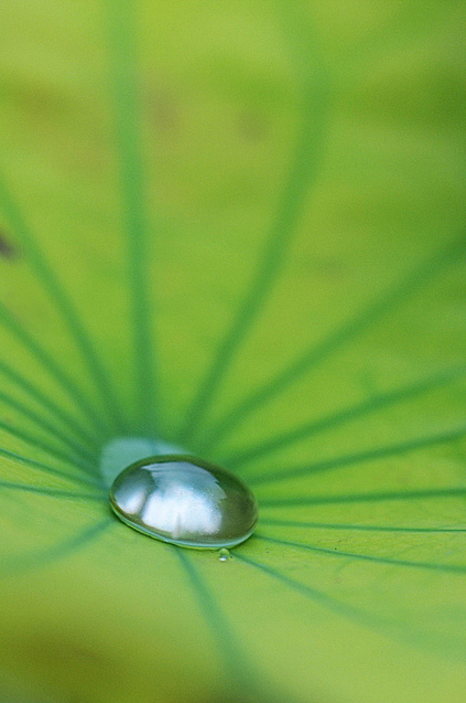 摄影技巧：清水出芙蓉 换种思路拍荷花