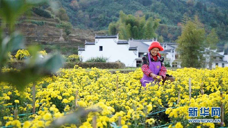 “晒秋大妈”的幸福生活