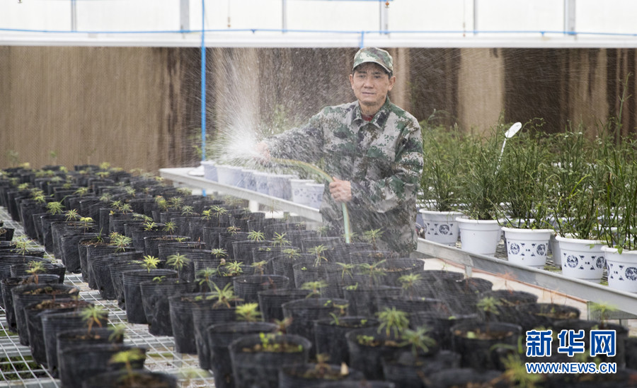 重庆南川三兄弟扎根深山38载 接力守护“植物熊猫”