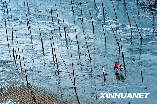 福建霞浦：美丽的滩涂风光